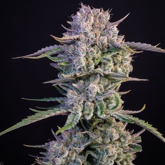 Strawberry Gorilla Auto RF3 (FastBuds) Feminisoidut