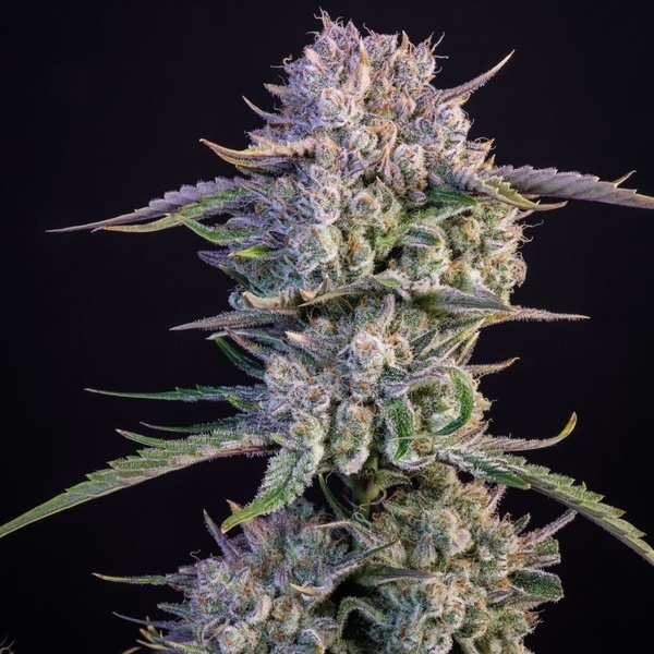 Strawberry Gorilla Auto RF3 (FastBuds) Feminisoidut