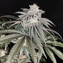 Cherry Melt (Pure Instinto) Feminisoidut