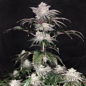 Cherry Melt (Pure Instinto) Feminisoidut