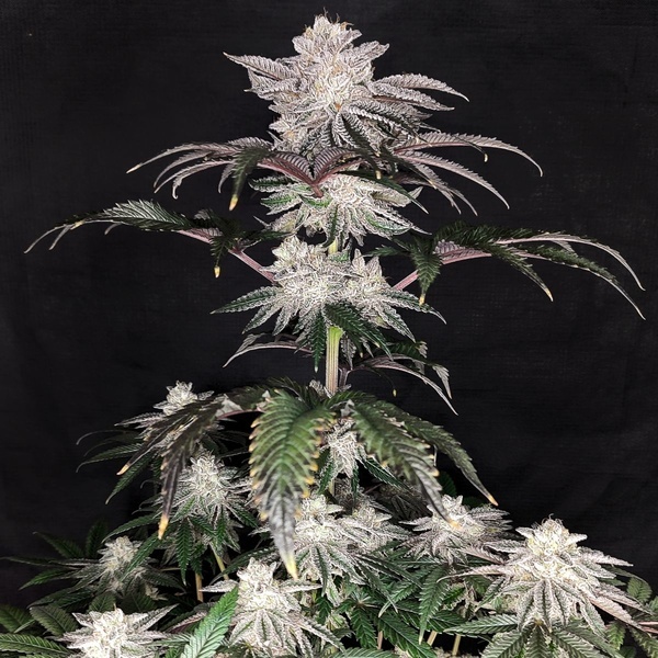 Cherry Melt (Pure Instinto) Feminisoidut
