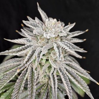 Yuzu Grape Kush (Pure Instinto) Feminisoidut