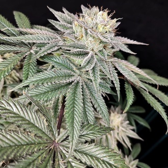 Golden Truffle (Pure Instinto) Feminisoidut