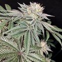 Golden Truffle (Pure Instinto) Feminisoidut