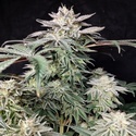 Golden Truffle (Pure Instinto) Feminisoidut