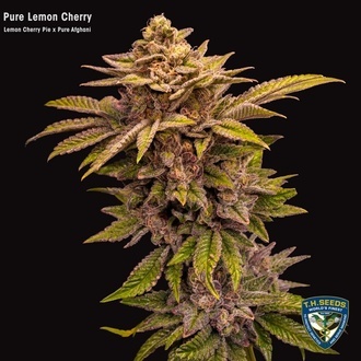 Pure Lemon Cherry (T.H.Seeds) Feminisoidut