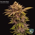 Pure Lemon Cherry (T.H.Seeds) Feminisoidut