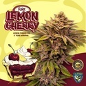 Pure Lemon Cherry (T.H.Seeds) Feminisoidut
