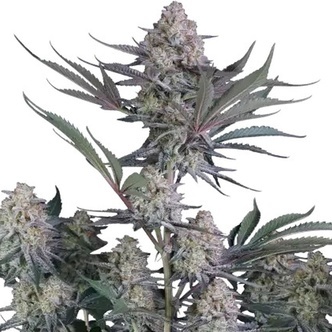 Lemon Tree Auto (FastBuds) Feminisoidut