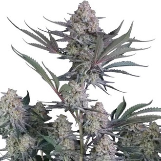 Lemon Tree Auto (Fast Buds) Feminisoidut