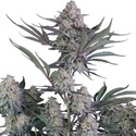 Lemon Tree Auto (Fast Buds) Feminisoidut