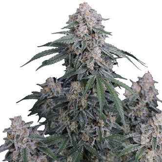 GMO Auto (FastBuds) Feminisoidut