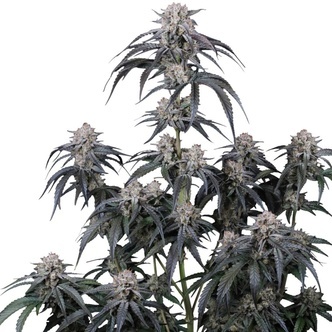 Mango Frost Auto (FastBuds) Feminisoidut