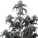Mango Frost Auto (FastBuds) Feminisoidut