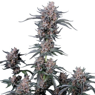 Mango Cherry Runtz Auto (FastBuds) Feminisoidut