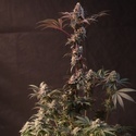 Lemon Cherry Runtz (Fast Buds) feminisioitu