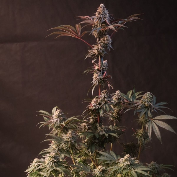 Lemon Cherry Runtz (Fast Buds) feminisioitu