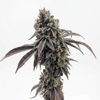Garlic Mint Sherbet (Fast Buds) Feminisoidut