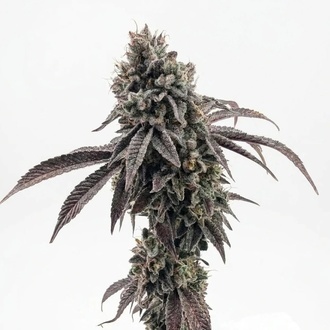 Garlic Mint Sherbet (Fast Buds) feminisoitu