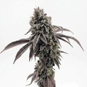 Garlic Mint Sherbet (Fast Buds) feminisoitu