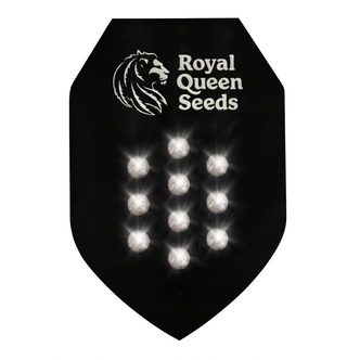 Autoflower Mysteerisiemen 10 (Royal Queen Seeds)