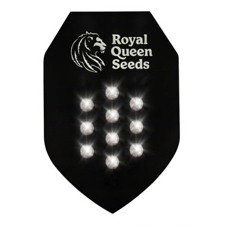 Autoflower-mysteerisiemenet 10 (Royal Queen Seeds)