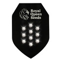 Autoflower-mysteerisiemenet 10 (Royal Queen Seeds)