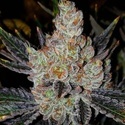 10th Planet R1 (Ethos Genetics) Feminisoidut
