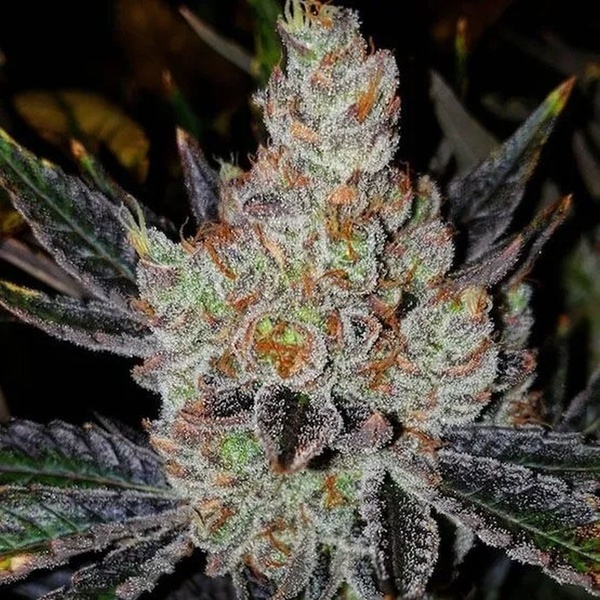 10th Planet R1 (Ethos Genetics) Feminisoidut