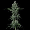 Grandpa's Stash R2 (Ethos Genetics) Feminisoitu