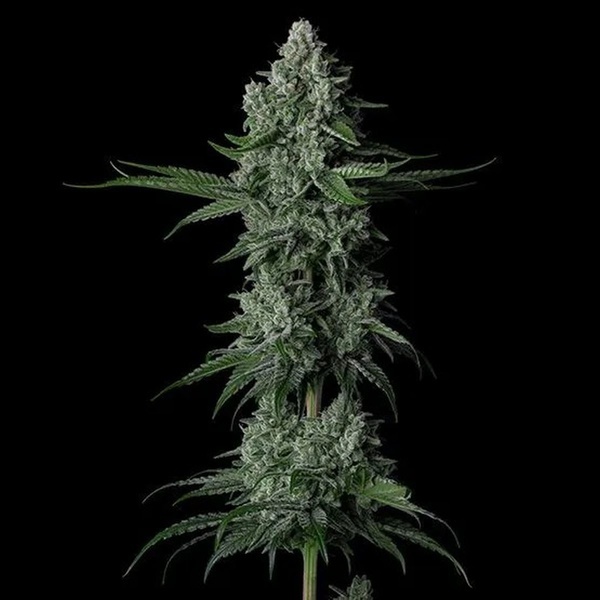 Grandpa's Stash R2 (Ethos Genetics) Feminisoitu