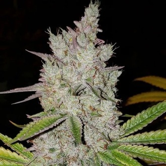 Lilac Diesel Auto RBX2 (Ethos Genetics) Feminisoitu