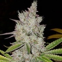 Lilac Diesel Auto RBX2 (Ethos Genetics) Feminisoitu