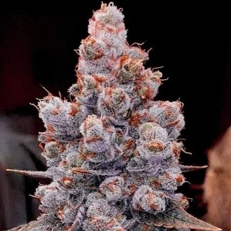Banana Jealousy Auto RF3 (Ethos Genetics) Feminisoidut