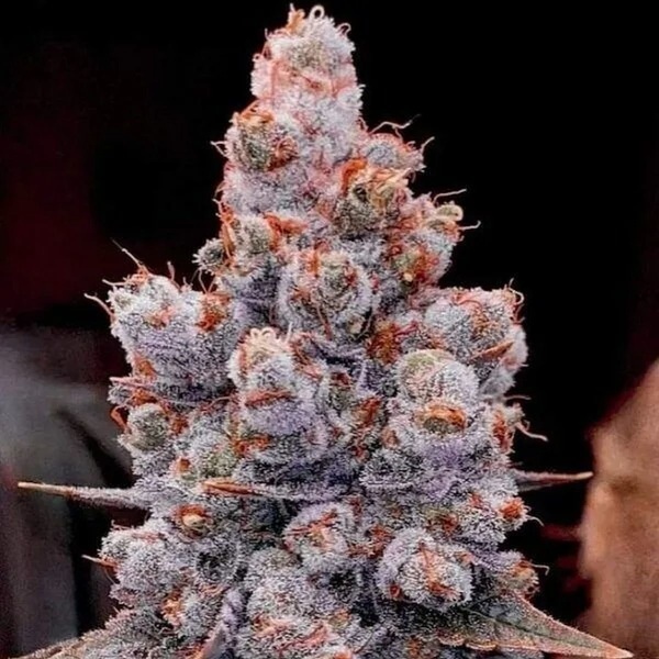 Banana Jealousy Auto RF3 (Ethos Genetics) Feminisoidut