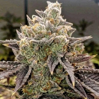 Bubble Gummy Auto (Ethos Genetics) Feminisoitu