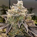 Bubble Gummy Auto (Ethos Genetics) Feminisoitu