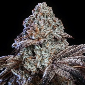 Psy-Op R1 (Ethos Genetics) Feminisoidut