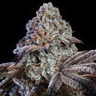 Psy-op R1 (Ethos Genetics) Feminized