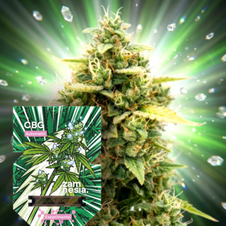 CBG Auto (Zamnesia Seeds) Feminisoidut
