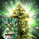 CBG Auto (Zamnesia Seeds) Feminisoidut