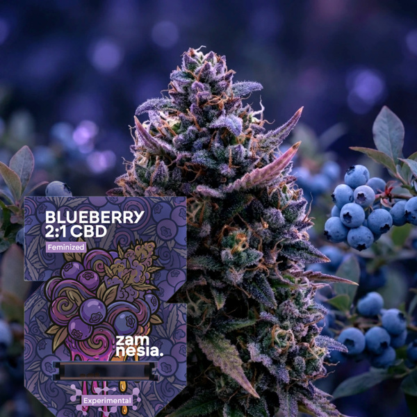 Blueberry CBD 2:1 (Zamnesia Seeds) Feminisoidut