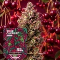 Sour Cherriez (Zamnesia Seeds) Feminisoidut