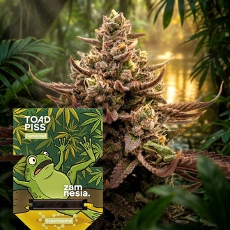 Toad Piss (Zamnesia Seeds) Feminisoidut