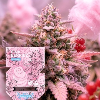 Pink Berriez (Zamnesia Seeds) Feminisoidut