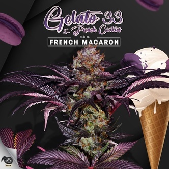 French Macaron (T.H.Seeds) Feminisoidut