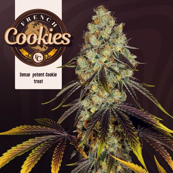 French Cookies (TH Seeds) Feminisoitu