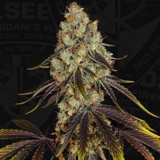 French Cookies (TH Seeds) Feminisoitu