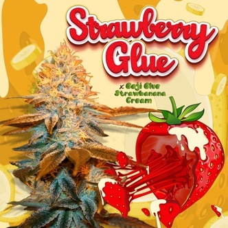 Strawberry Glue (T.H.Seeds) Feminisoidut