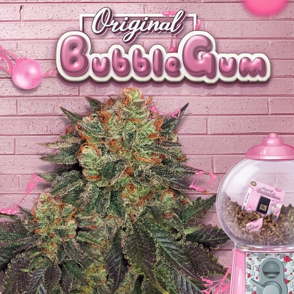 Bubblegum (T.H. Seeds) Feminisoitu